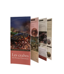 Les crabes des Pertuis Charentais