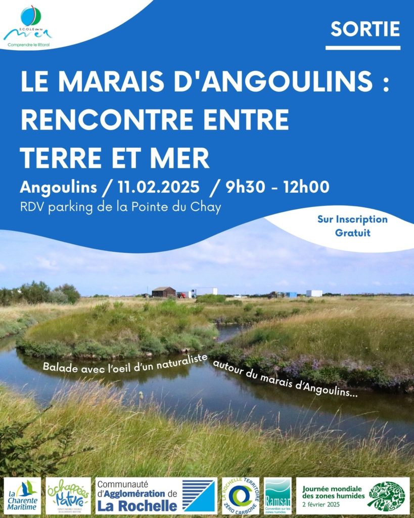 DéamBulles de l'art à la mer